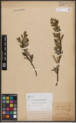 Salix bicolor Ehrh. ex Willd.